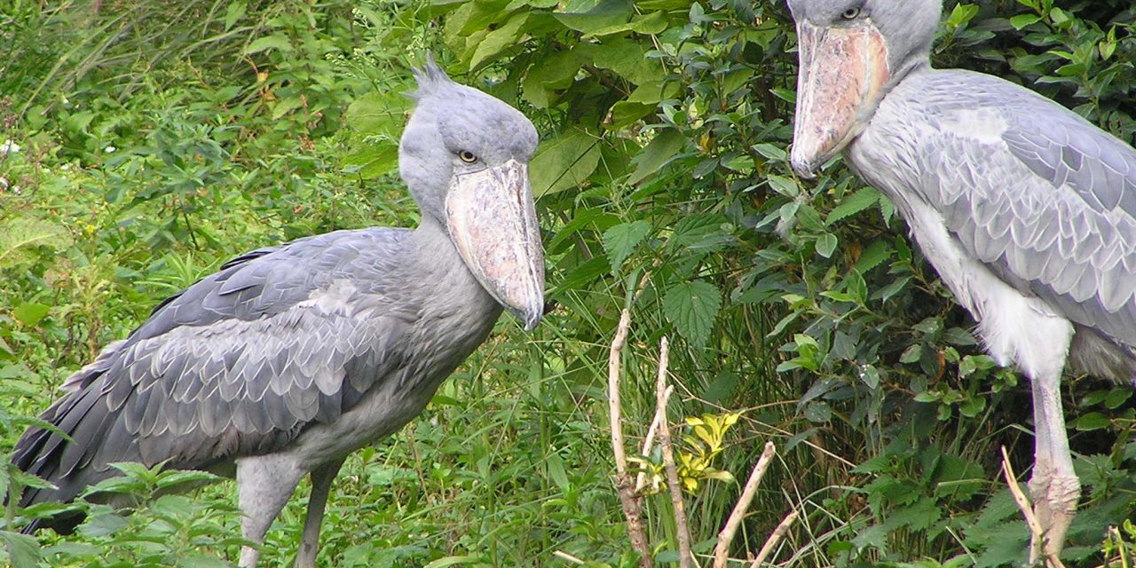 https://www.abacusvacations.com/italia/wp-content/uploads/2019/04/Shoebill-uganda-abacus-1280x640.jpg