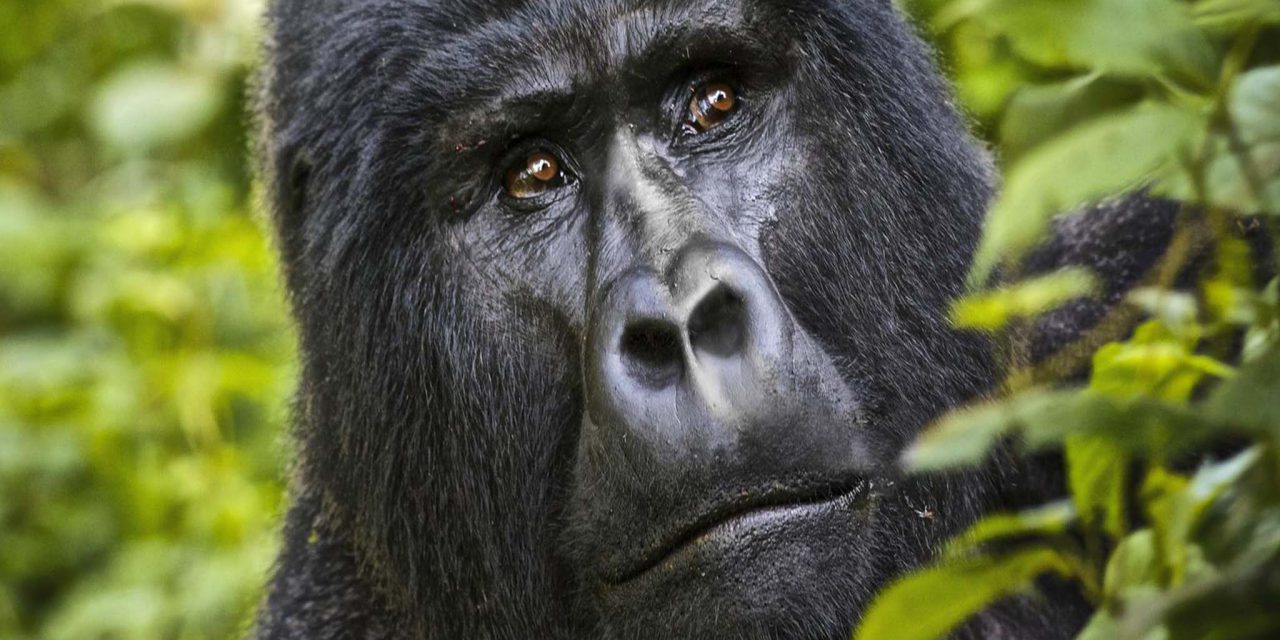 https://www.abacusvacations.com/italia/wp-content/uploads/2019/04/abacus-gorilla-1280x640.jpg