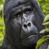 https://www.abacusvacations.com/italia/wp-content/uploads/2019/04/abacus-gorilla-160x160.jpg