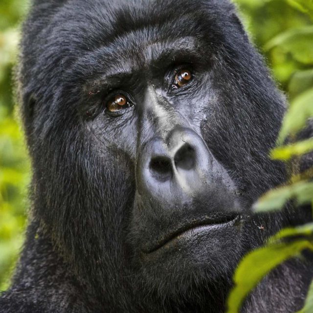 https://www.abacusvacations.com/italia/wp-content/uploads/2019/04/abacus-gorilla-640x640.jpg