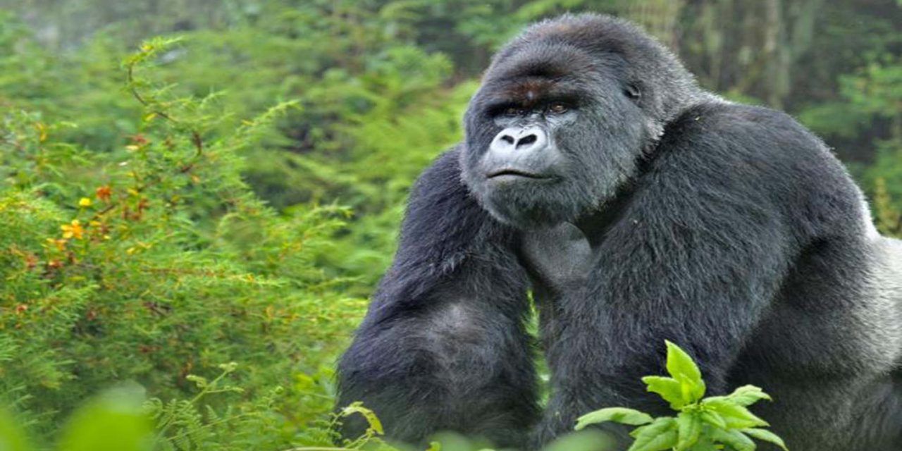 https://www.abacusvacations.com/italia/wp-content/uploads/2019/04/gorilla-bwindi-abacus-1280x640.jpg
