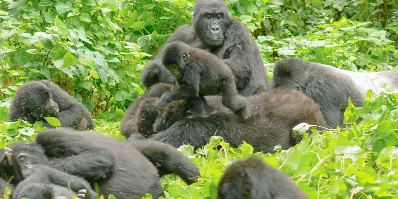https://www.abacusvacations.com/italia/wp-content/uploads/2019/04/gorilla-family-bwindi3-1280x640.jpg