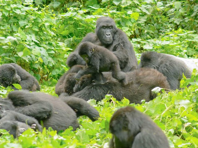 https://www.abacusvacations.com/italia/wp-content/uploads/2019/04/gorilla-family-bwindi3-640x480.jpg