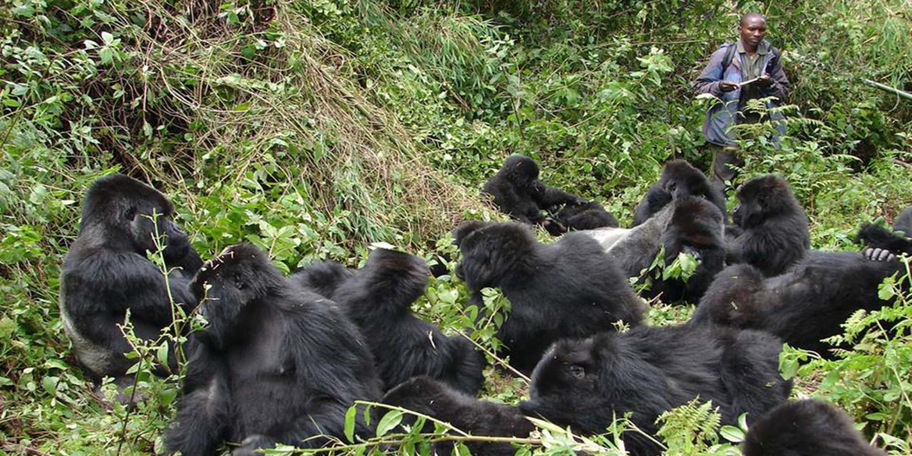 https://www.abacusvacations.com/italia/wp-content/uploads/2019/04/gorilla-trekking-abacus-rwanda-1280x640.jpg