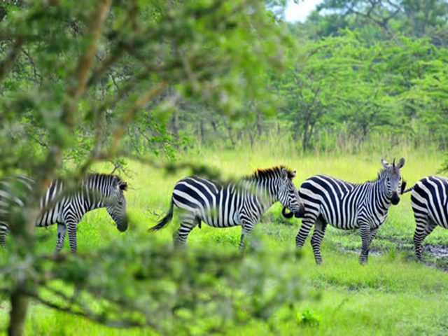 https://www.abacusvacations.com/italia/wp-content/uploads/2019/04/lago-mburo-abacus-640x480.jpg