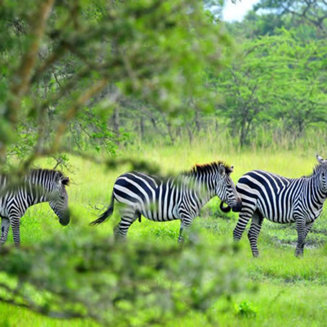 https://www.abacusvacations.com/italia/wp-content/uploads/2019/04/lago-mburo-abacus-640x640.jpg