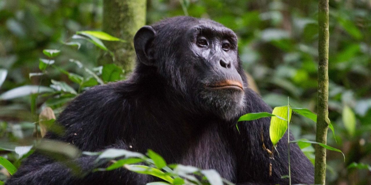 https://www.abacusvacations.com/italia/wp-content/uploads/2019/04/uganda-safari-chimp-abacus-1280x640.jpg