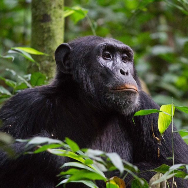 https://www.abacusvacations.com/italia/wp-content/uploads/2019/04/uganda-safari-chimp-abacus-640x640.jpg