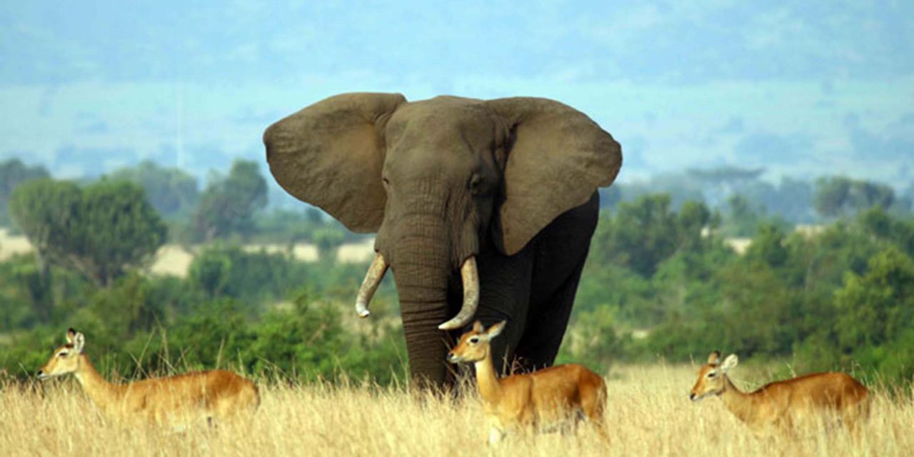 https://www.abacusvacations.com/italia/wp-content/uploads/2019/04/uganda-tarvel-safari-abacus-1280x640.jpg