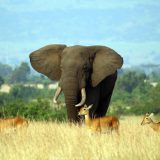 https://www.abacusvacations.com/italia/wp-content/uploads/2019/04/uganda-tarvel-safari-abacus-160x160.jpg
