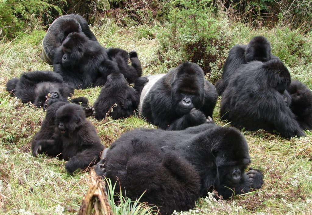 Mountain Gorilla Groups in Uganda and Rwanda