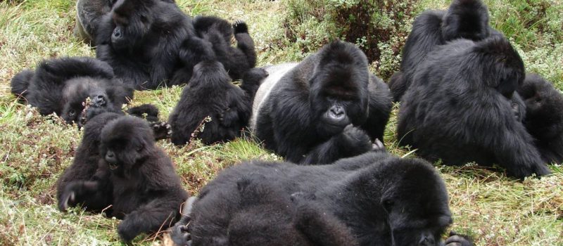 Mountain Gorilla Groups in Uganda and Rwanda - uganda safaris