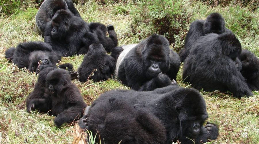 Mountain Gorilla Groups in Uganda and Rwanda - uganda safaris