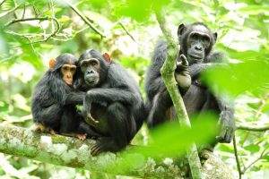 Kibale Forest National Park - uganda safaris