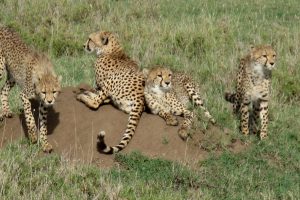 Kidepo Valley National Park