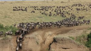 Masai Mara National Reserve