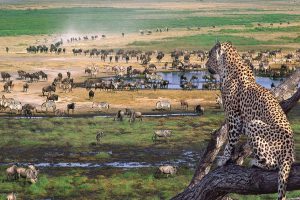 11 Days Tanzania Honey Moon Safari