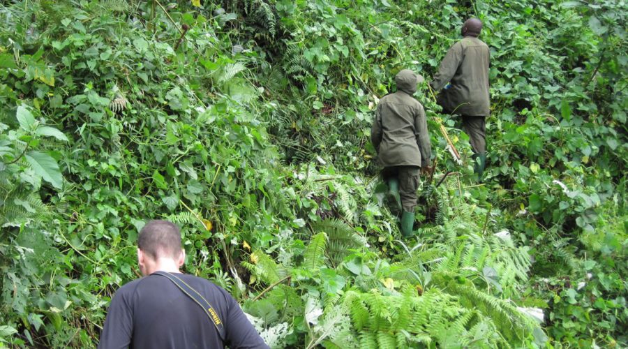 Gorilla Trekking And Tracking | Uganda and Rwanda