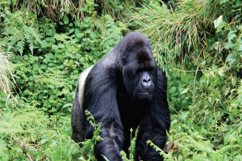5 Days Gorilla Tracking Safari
