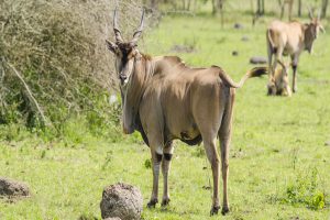 Lake Mburo National Park - uganda safaris