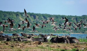 Queen Elizabeth National Park Uganda