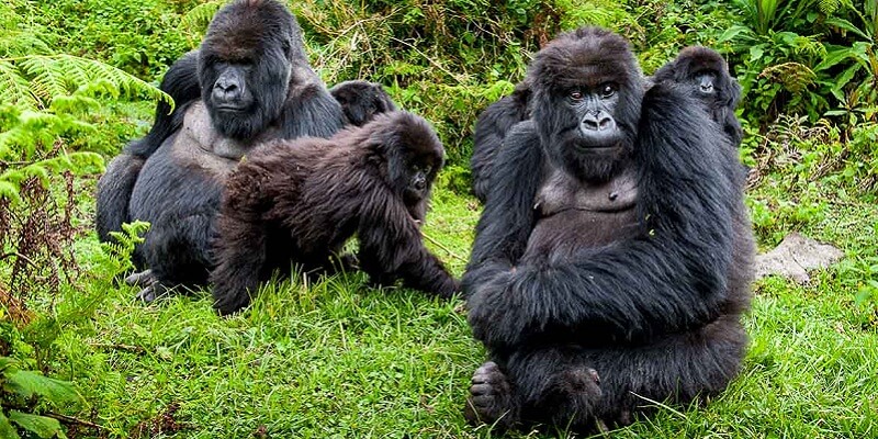 Mountain Gorillas in a National Park - gorilla safari