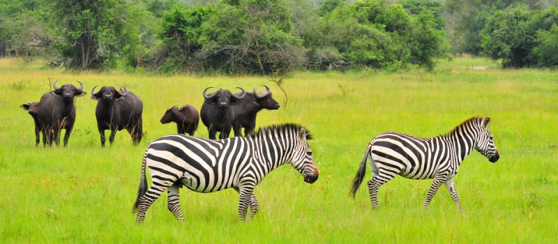 8 Days Uganda Safari - Wildlife & Primates Tour