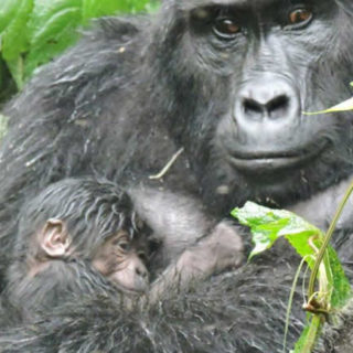 Mubare Gorilla Group Receives Another New Baby Gorilla
