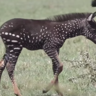 First Polka-dotted Zebra