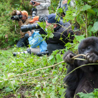 Uganda to raise gorilla and chimp tracking permit fees